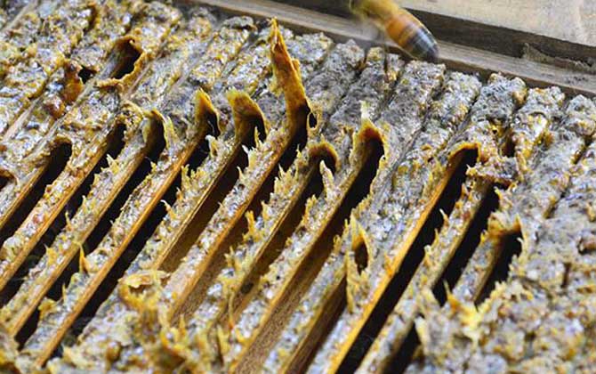 一斤蜂膠泡多少酒最合適？