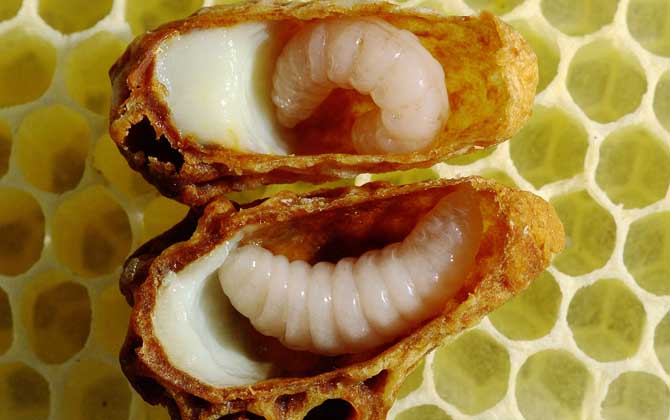 蜂王胎價(jià)格多少錢(qián)一瓶？