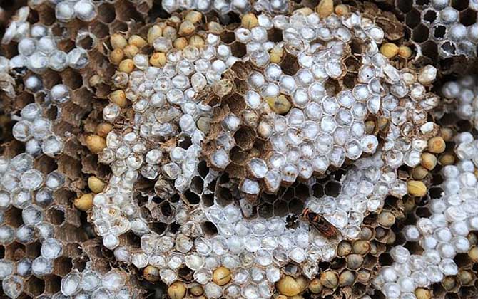 野生蜂蛹什么時候最多？