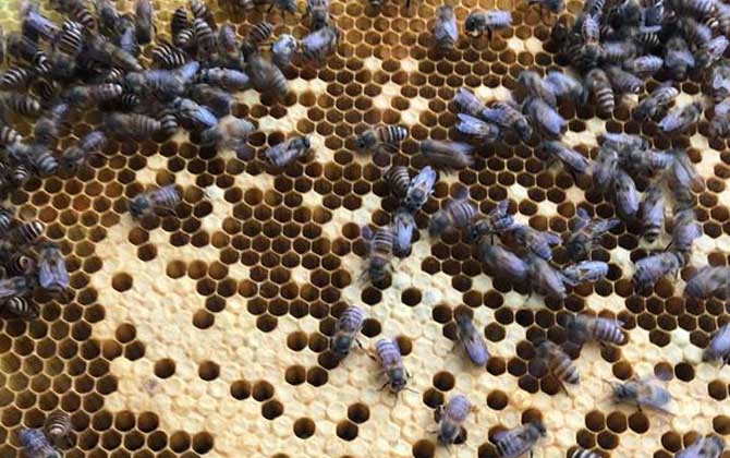 急造王臺與自然王臺有差別嗎？