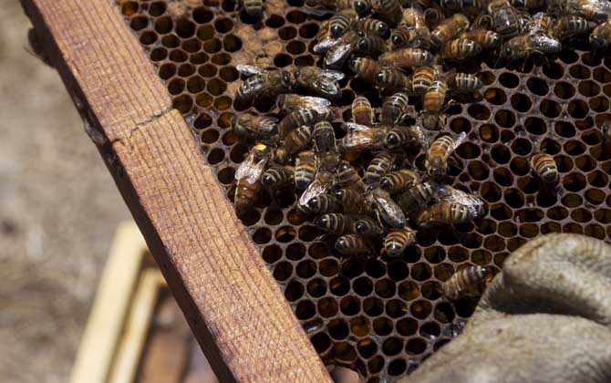 蜂王產卵少是什么原因？