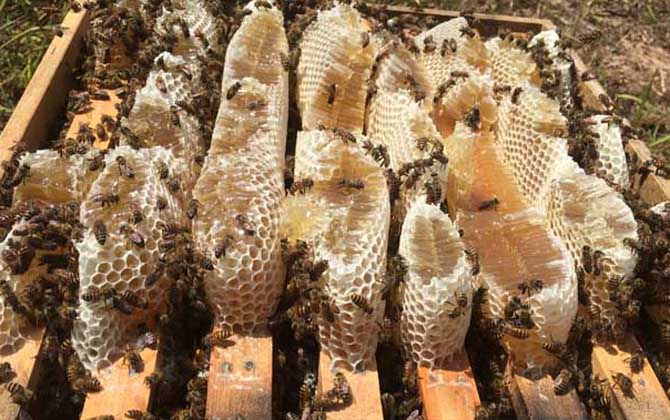 蜂箱里抹什么不生巢蟲(chóng)？