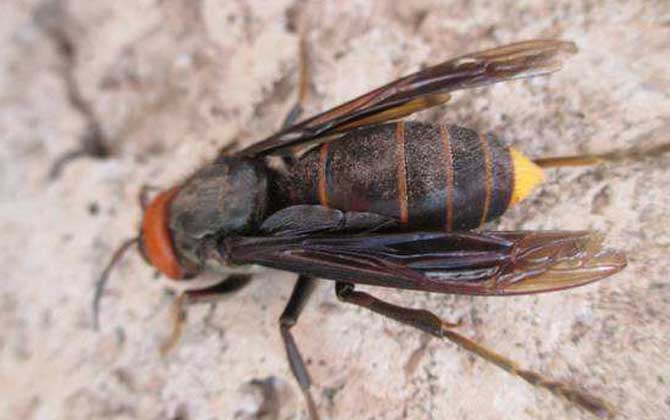 紅娘胡蜂的毒性強(qiáng)嗎？