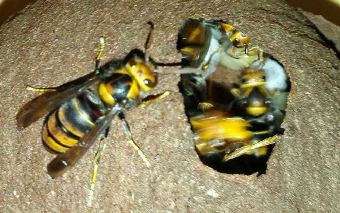 胡蜂(馬蜂)養殖前景怎么樣？