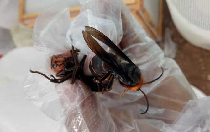 養胡蜂(馬蜂)真的賺錢嗎？