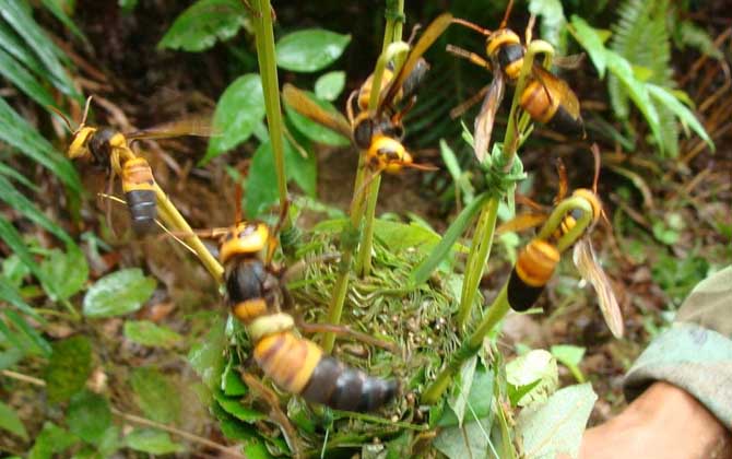 胡蜂(馬蜂)養殖技術及注意事項