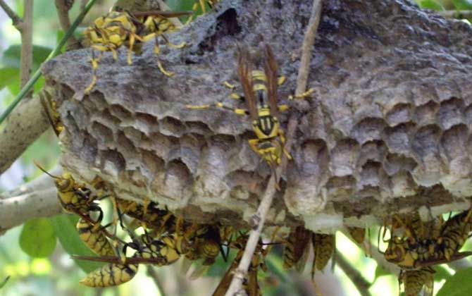長腳胡蜂的毒性強不強？