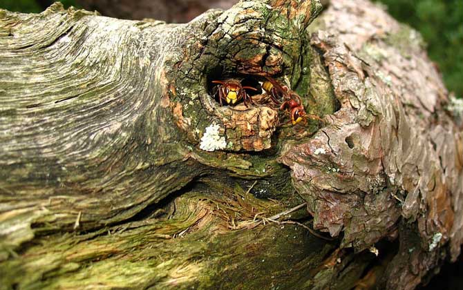 馬蜂什么情況下會蟄人？