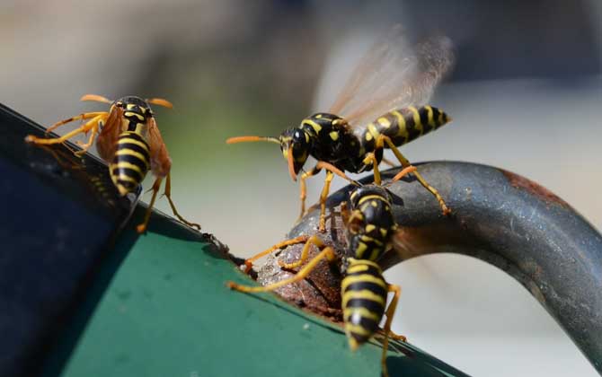 馬蜂真的會殺死蜜蜂嗎？