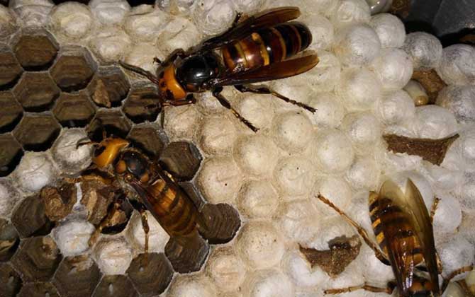 胡蜂養(yǎng)殖場地怎么選擇？