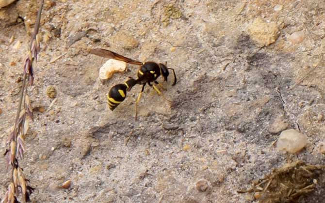 被馬蜂蟄了要觀察多久？