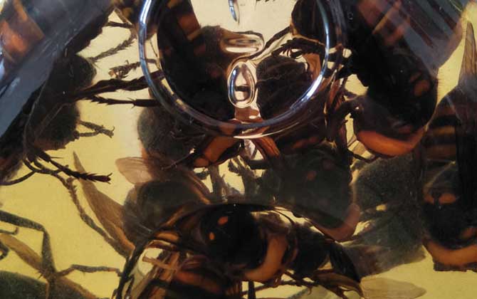 地雷蜂泡酒有什么功效？