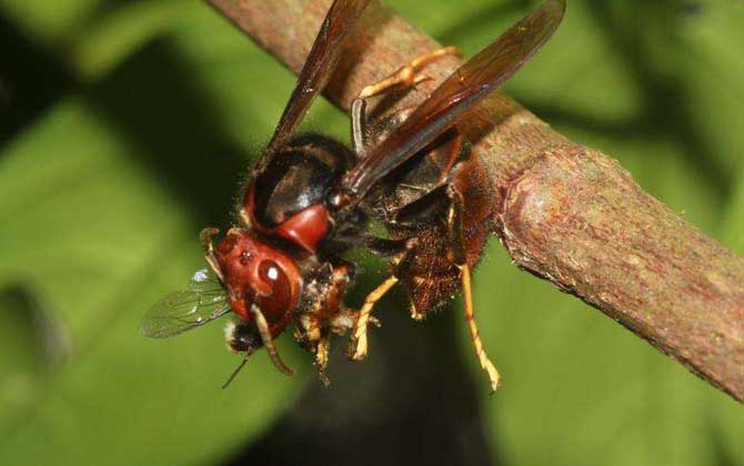 被地雷蜂蟄了怎么辦？