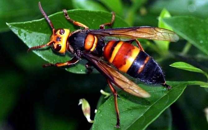 被黑尾胡蜂蟄了怎么辦？