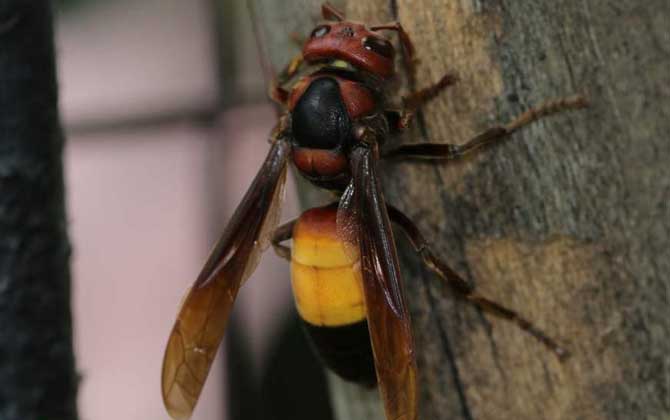 人頭蜂蟄了有什么危害？