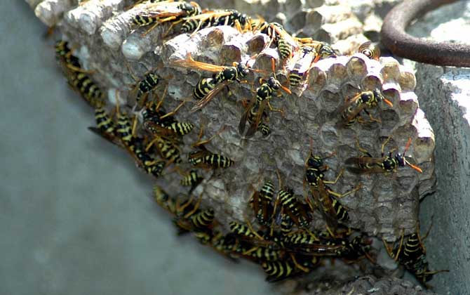 馬蜂窩捅了后多久會(huì)走？