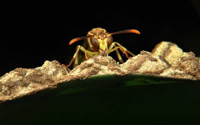 馬蜂來(lái)家里是福還是禍？