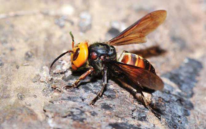 被中國大虎頭蜂蜇了怎么辦？