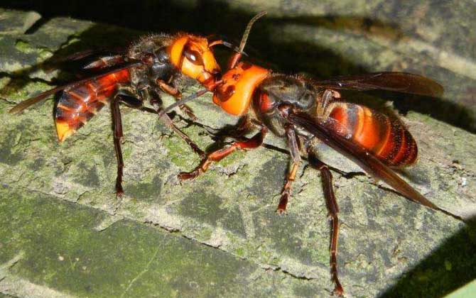 中國大虎頭蜂多少錢一只？