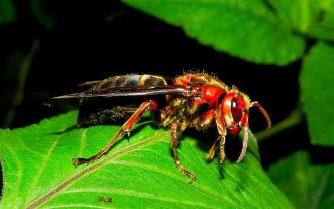 虎頭蜂蜇人后自己會死嗎？