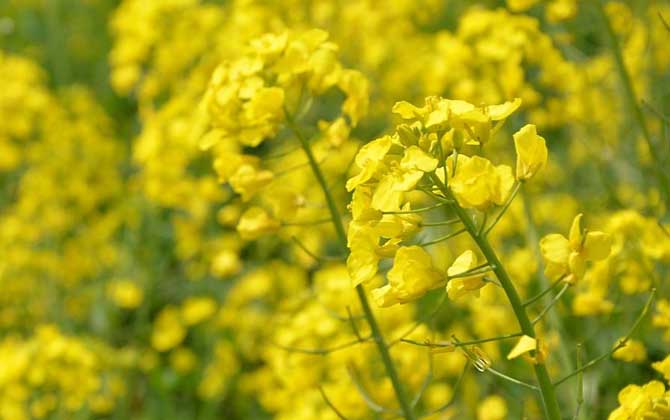 哪種蜜源植物的花期最長？