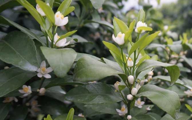柑橘樹什么時候開花？