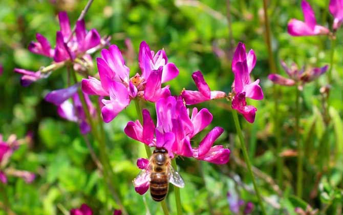紫云英什么時候開花？