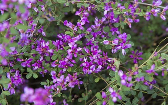 胡枝子什么時候開花？