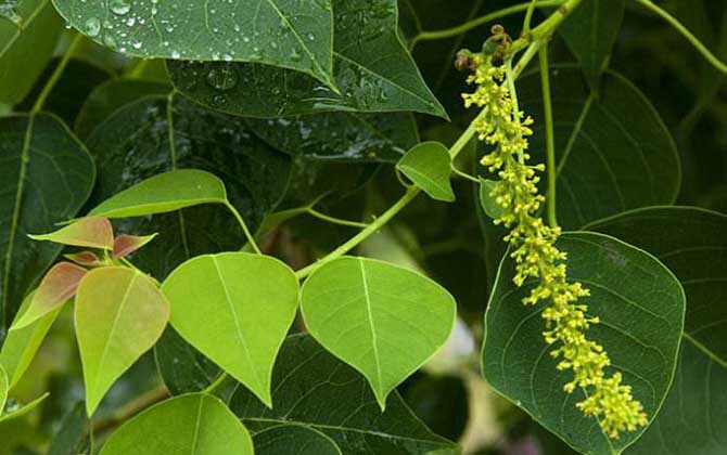 烏桕樹什么時候開花？