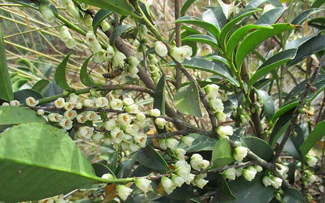 野桂花什么時候開花？