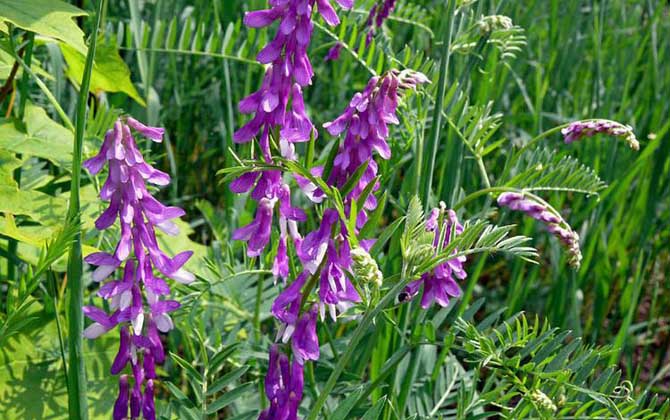 苕子什么時候開花？