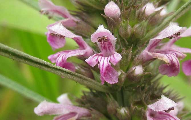 益母草什么時候開花？