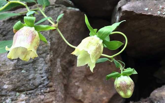 黨參什么時候開花？