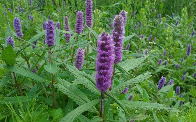 香薷什么時候開花？