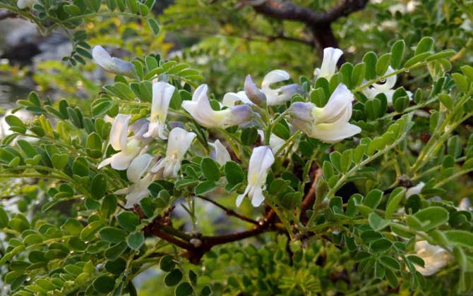 狼牙刺什么時候開花？