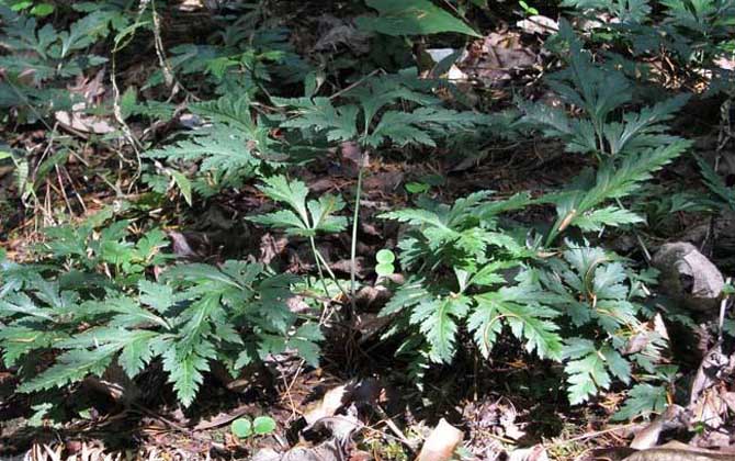 黃連什么時候開花？