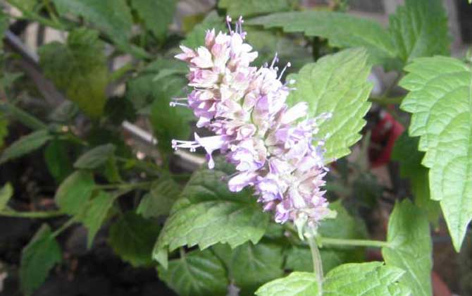 藿香什么時候開花？