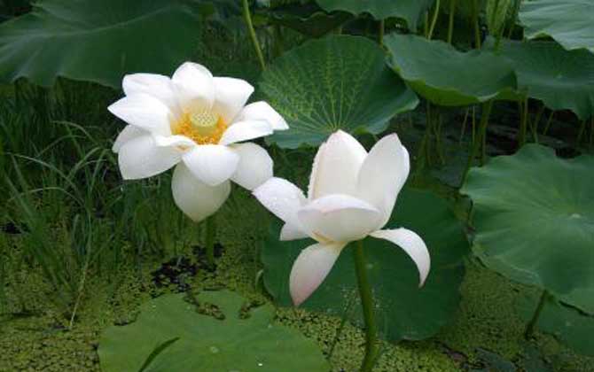荷花什么時候開花？
