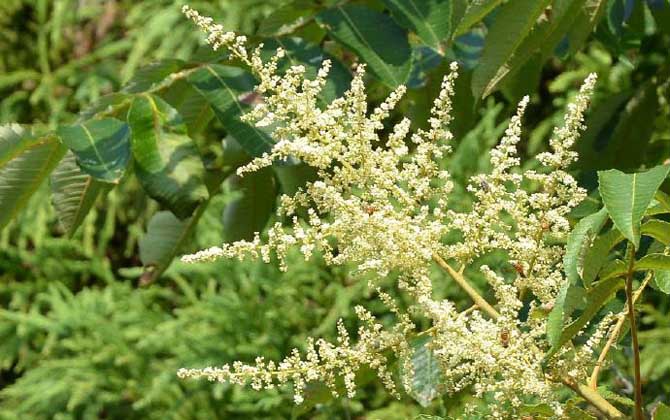 五倍子什么時候開花？