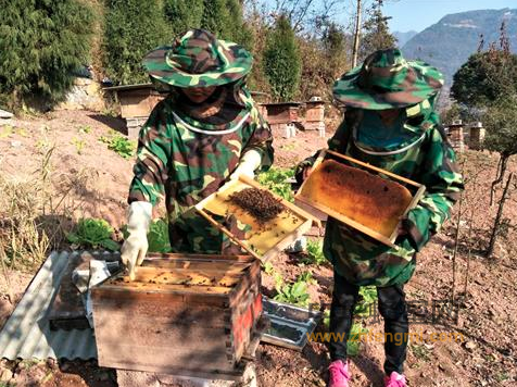 養蜂女強人楊章連的甜蜜事業