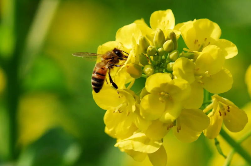 截止3月18日云南、四川、湖北、安徽地區(qū)油菜蜜產(chǎn)情情況匯總