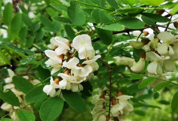 為什么有的人吃槐花蜜過(guò)敏?喝槐花蜜容易過(guò)敏嗎?