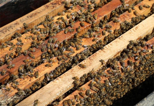 吃蜂王漿一年效果?蜂王漿可以長(zhǎng)期食用嗎?