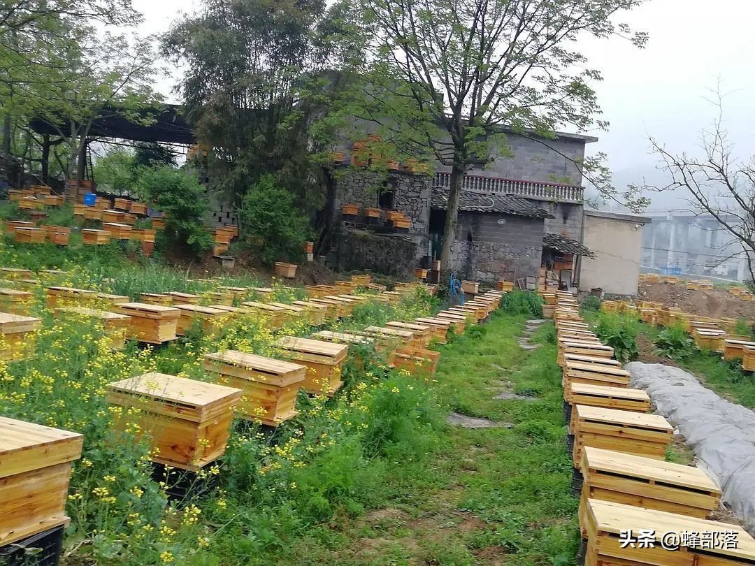 意大利引進國內的蜜蜂，嚴重危害中華蜜蜂，為啥我國還要大量養殖？