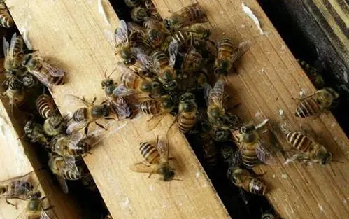 養(yǎng)殖中蜂怎樣發(fā)展快（中蜂怎樣繁殖才發(fā)展快）