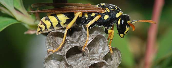 虎頭蜂飛到家里來好不好(馬蜂來家里是福還是禍？)