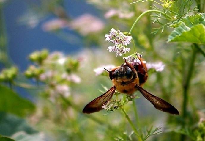 【蜜蜂知識】關于養(yǎng)蜜蜂的基礎知識
