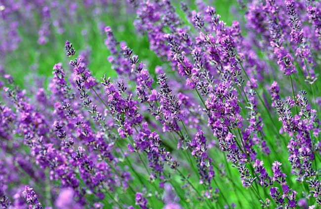 熏衣草什么時(shí)候開花（薰衣草開花時(shí)間和花期天數(shù)）