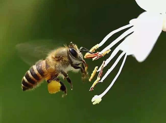 【蜜蜂知識】雄蜂出房多久分蜂？