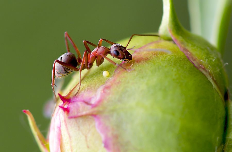 最厲害的昆蟲(chóng)第一名（世界上最厲害的昆蟲(chóng)排名）